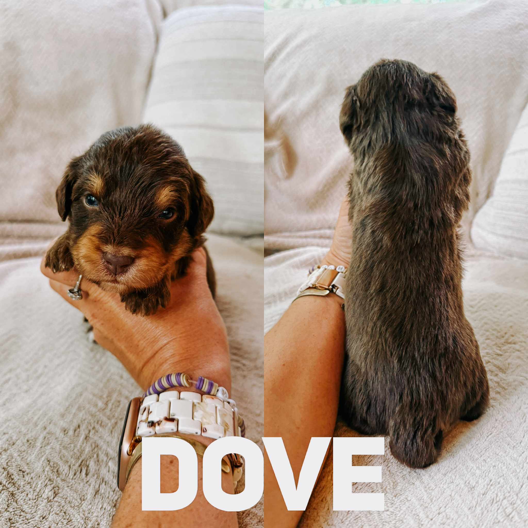 Dove 1